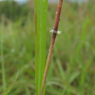 Capillipedium parviflorum