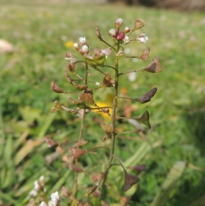 Capsella bursa-pastoris