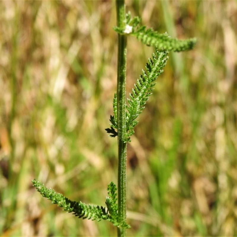 Achillea millefolium