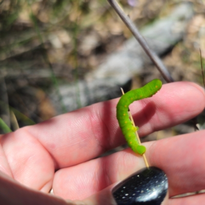 Capusa sp.(genus)