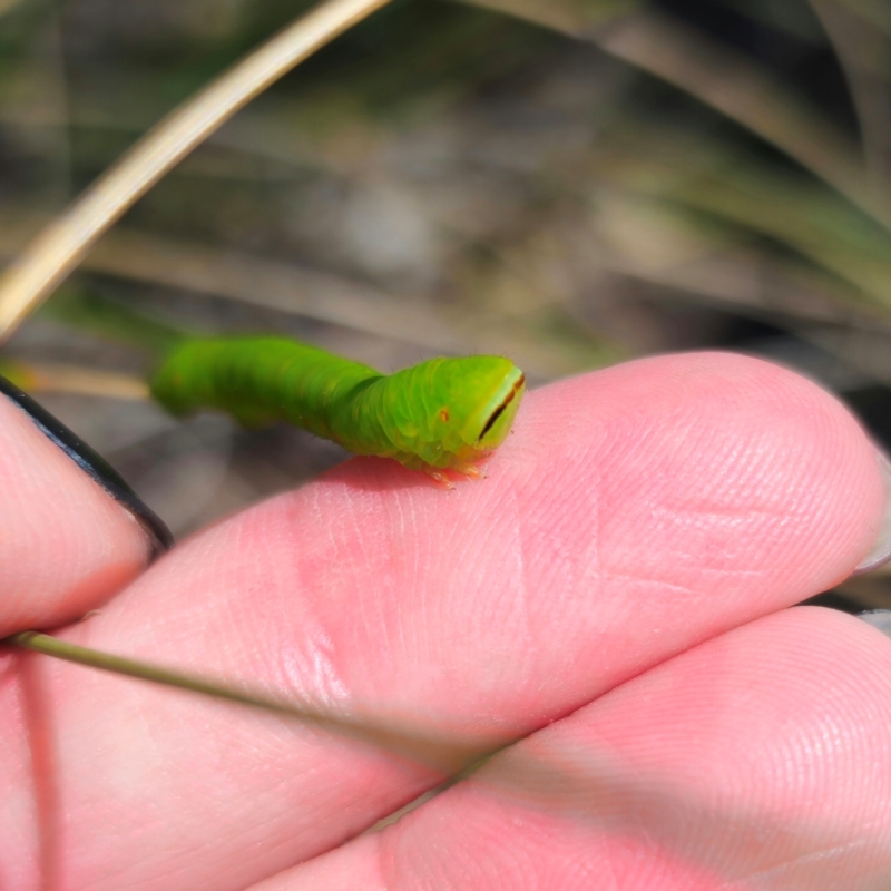 Capusa sp.(genus)