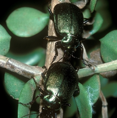 Carabidae (family)