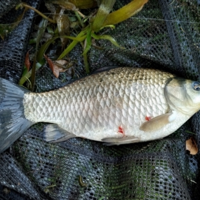 Carassius auratus