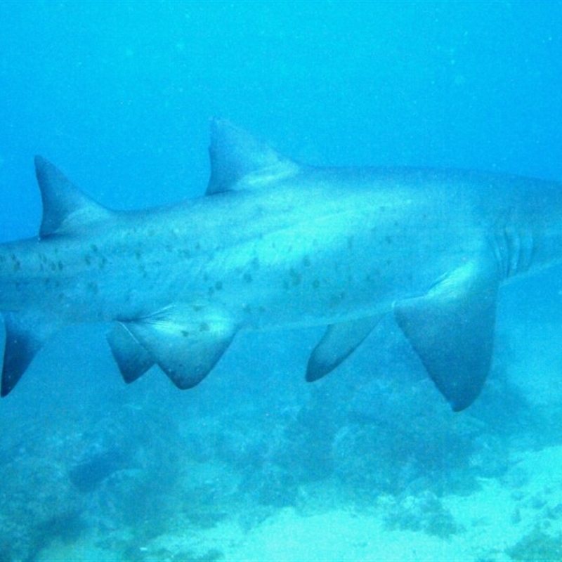 Carcharias taurus