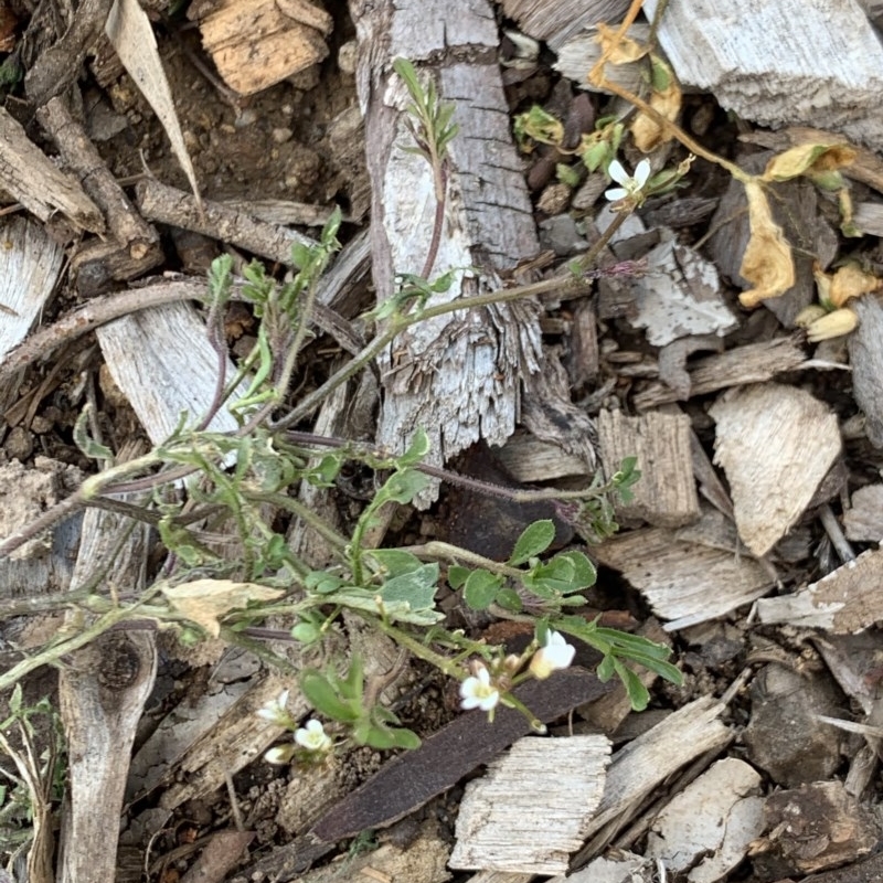 Cardamine flexuosa