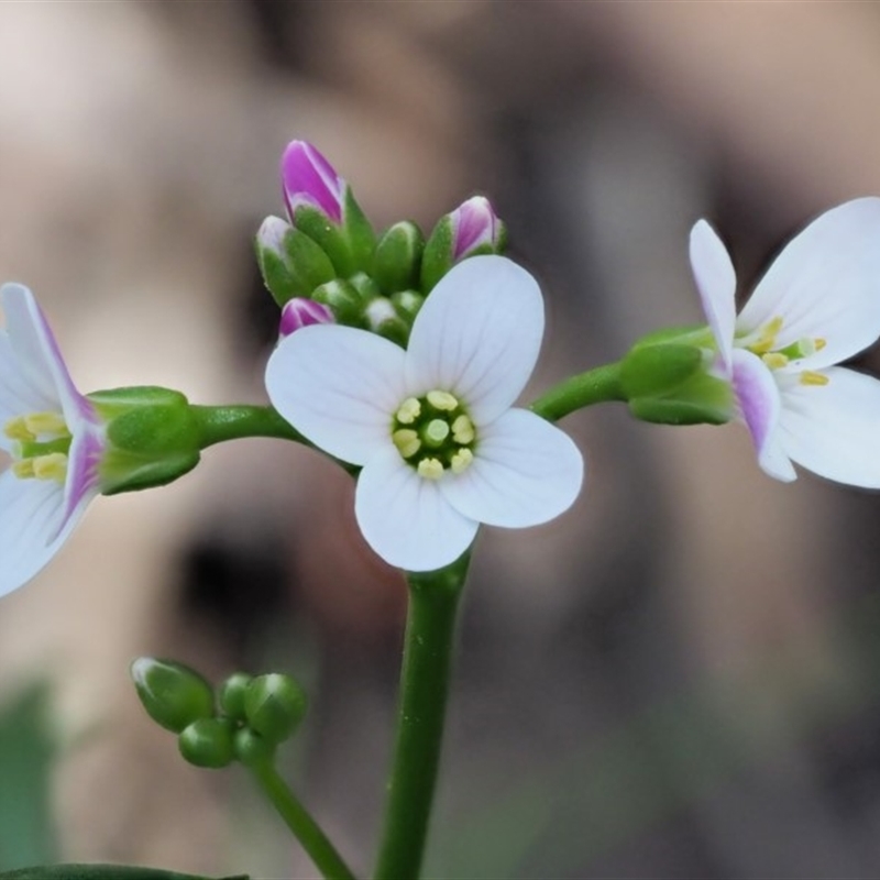 Cardamine lilacina