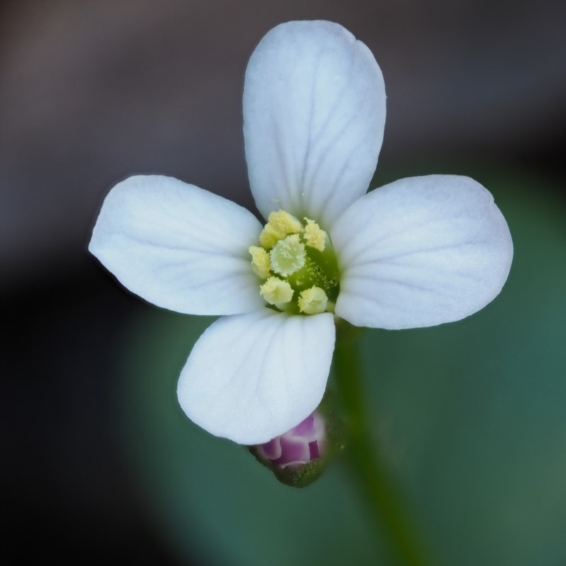 Cardamine paucijuga