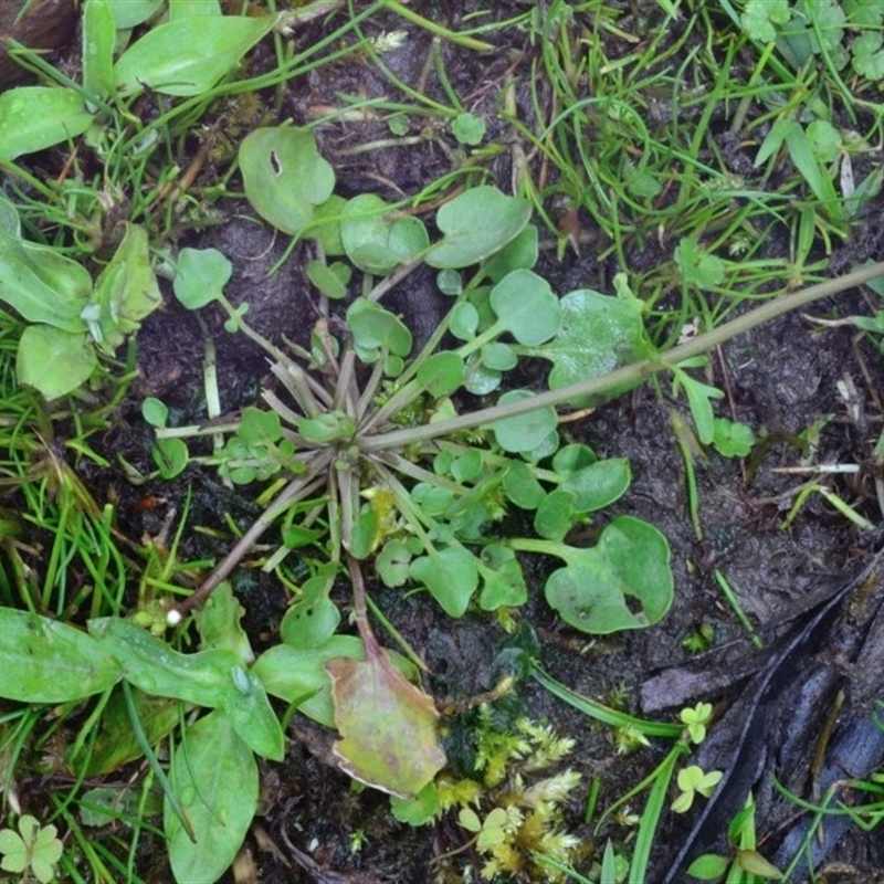 Cardamine paucijuga