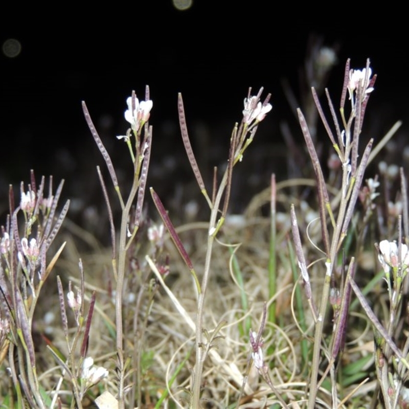 Cardamine sp.