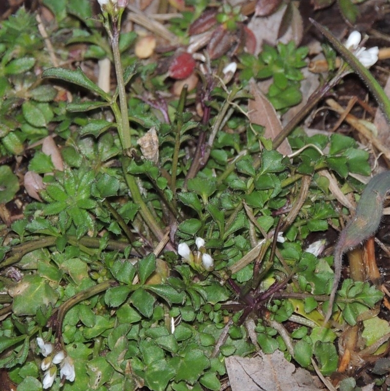 Cardamine sp.