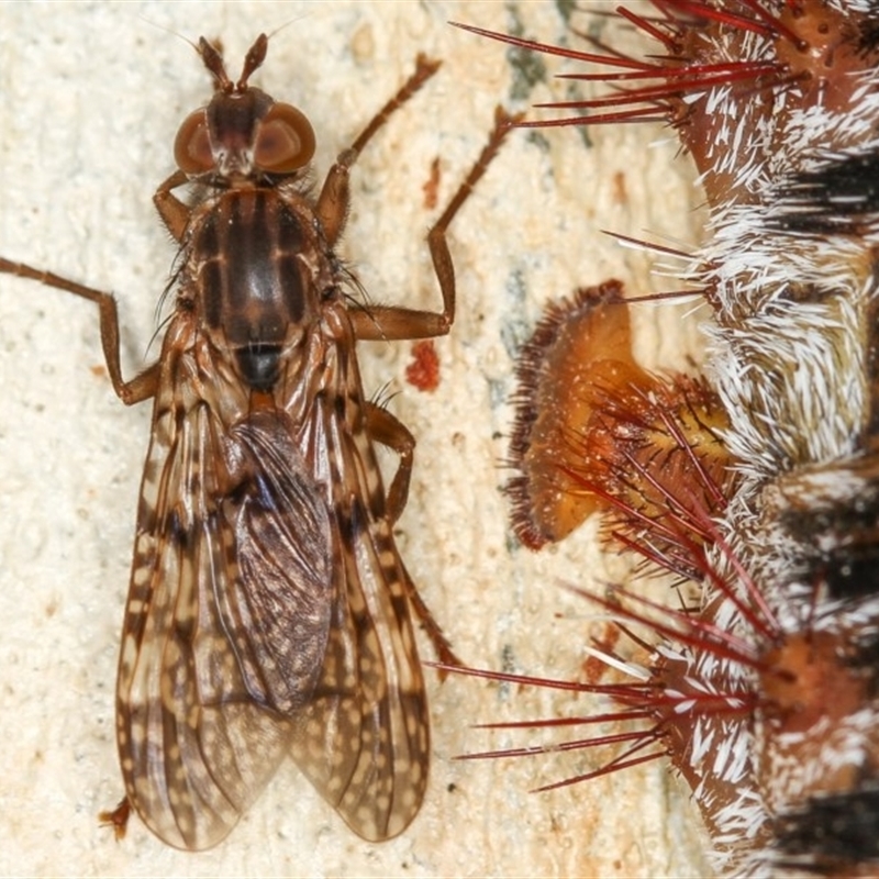 Cardiacera sp. (genus)