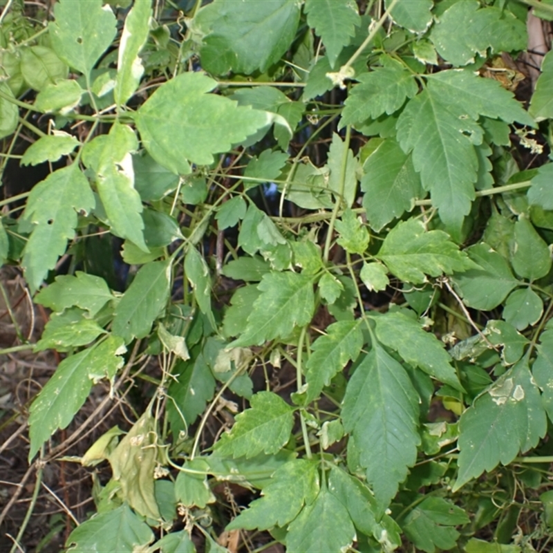 Cardiospermum grandiflorum