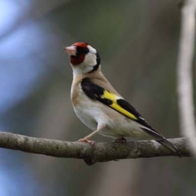 Carduelis carduelis