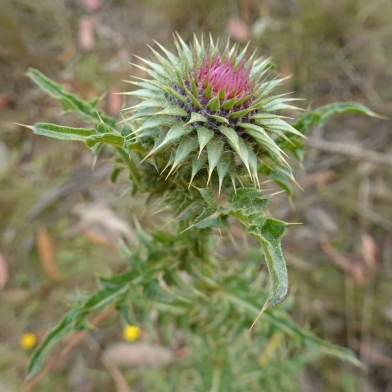 Carduus nutans