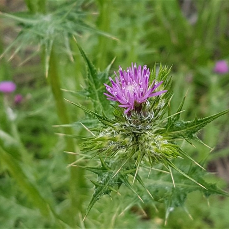 Carduus pycnocephalus