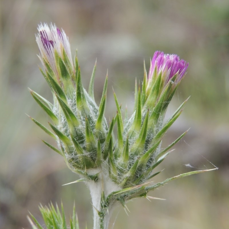 Carduus pycnocephalus