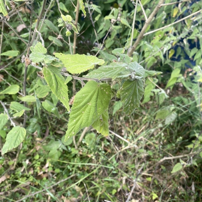 Abutilon oxycarpum