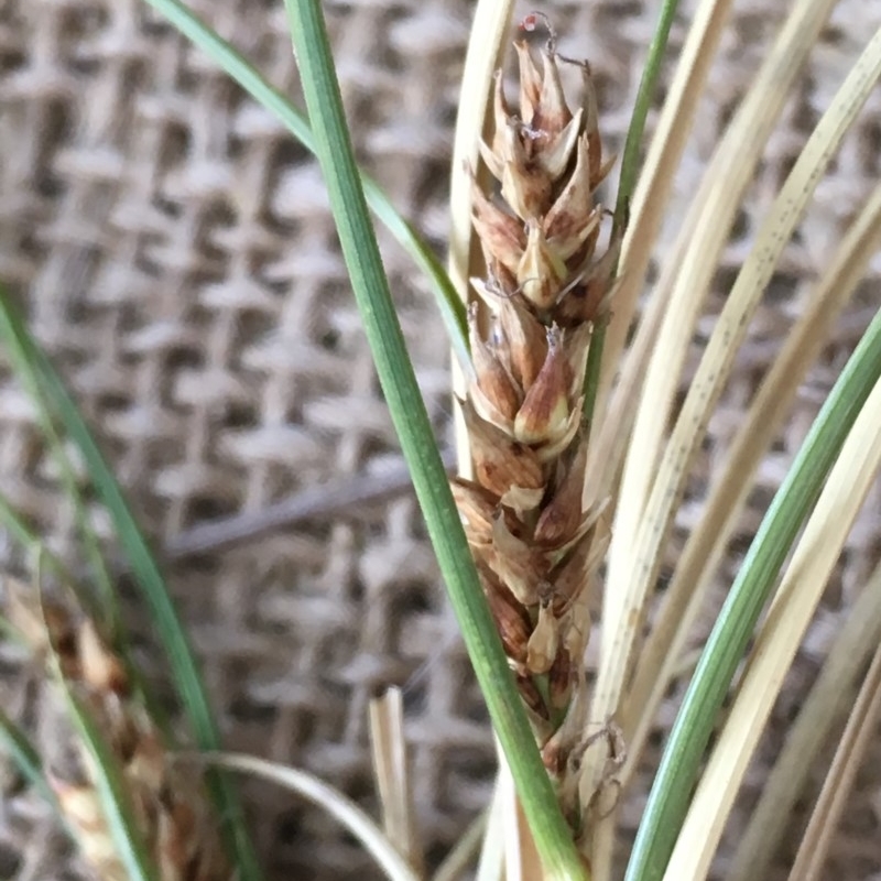 Carex bichenoviana