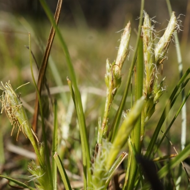 Carex breviculmis