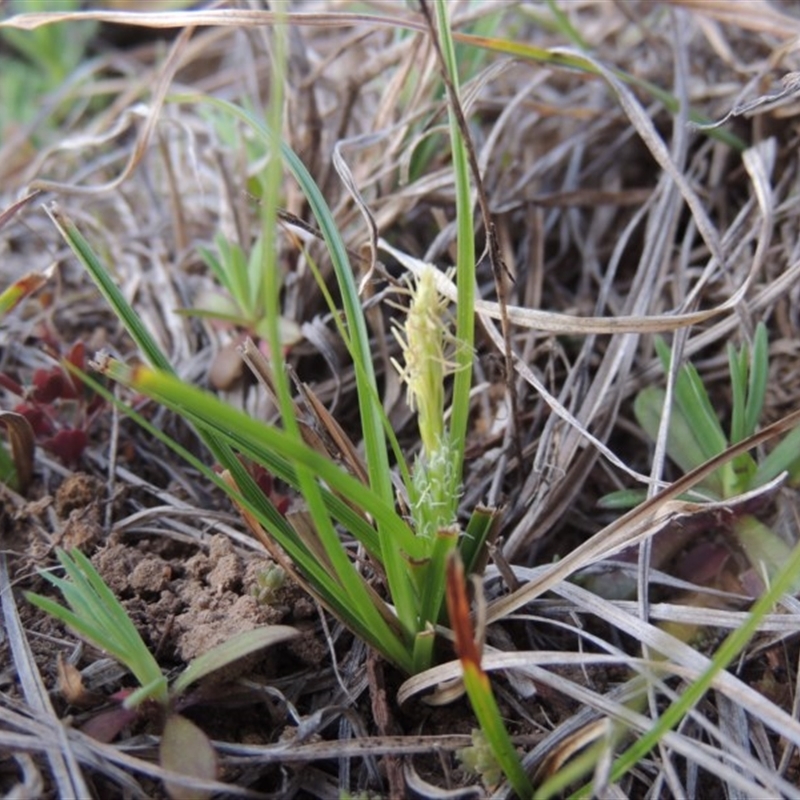 Carex breviculmis