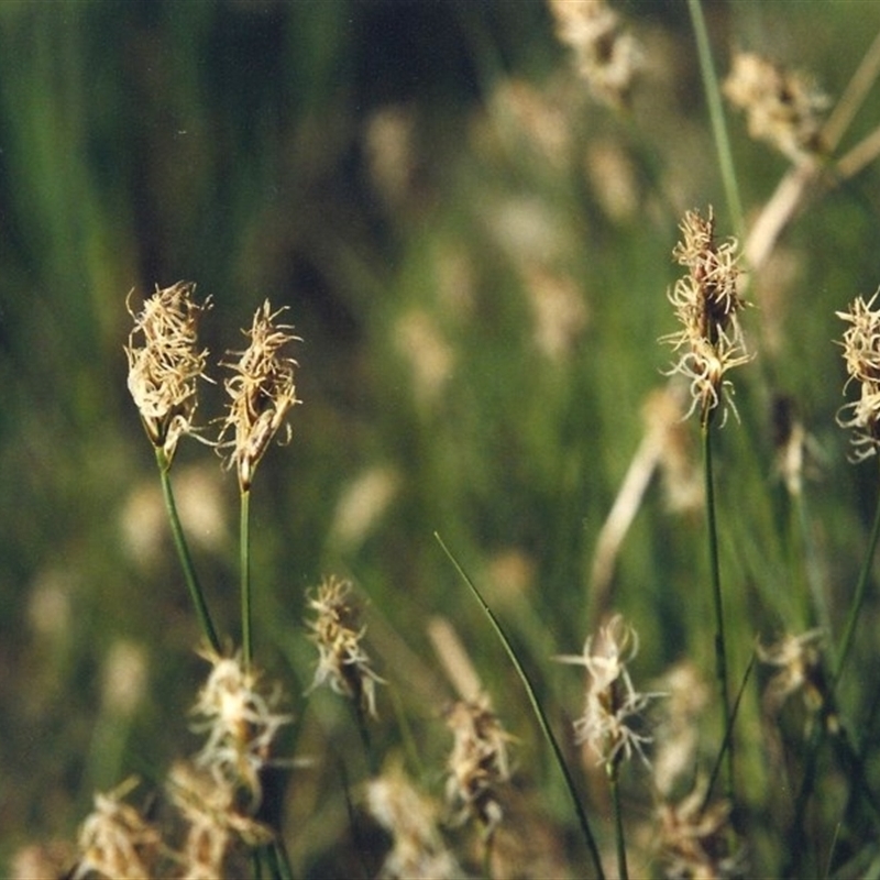 Carex chlorantha