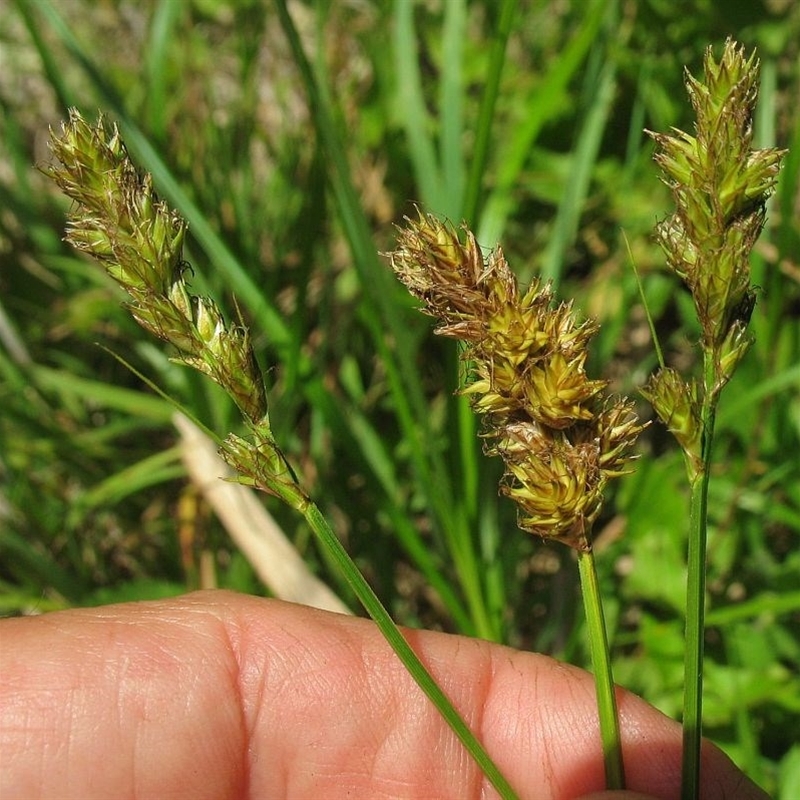 Carex disticha