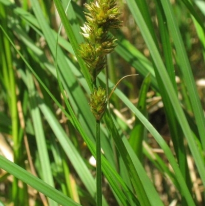 Carex disticha