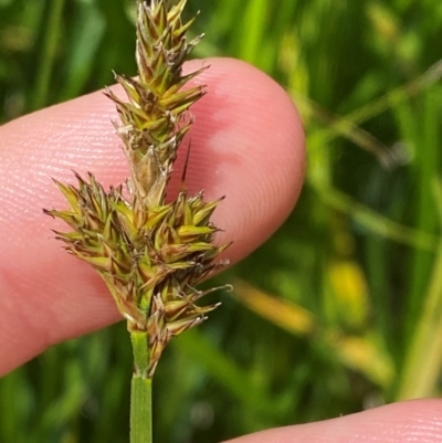 Carex disticha