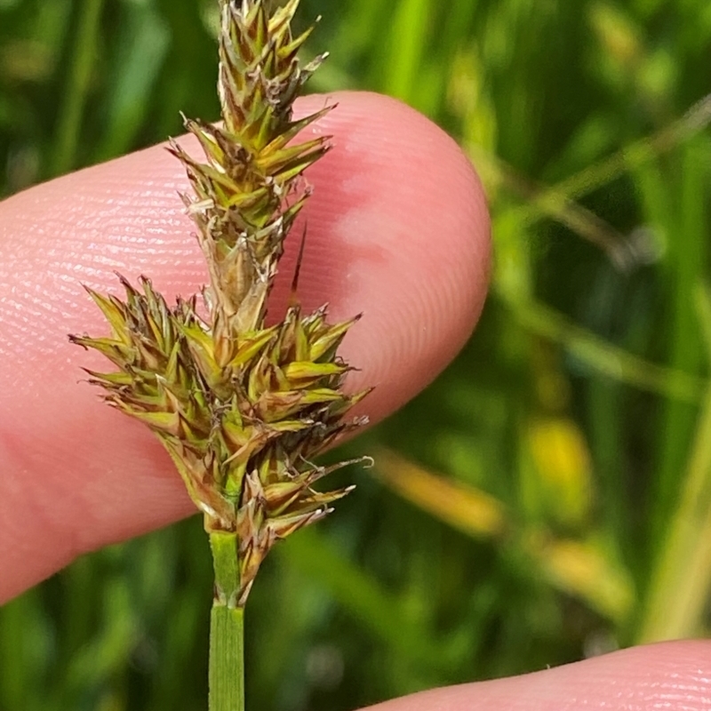 Carex disticha