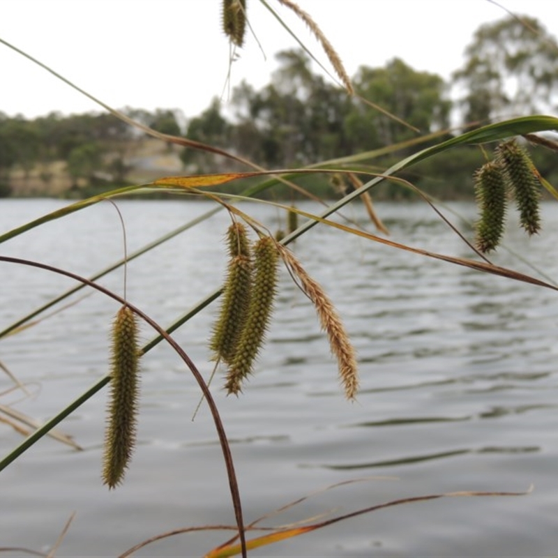 Carex fascicularis