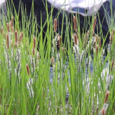 Carex gaudichaudiana