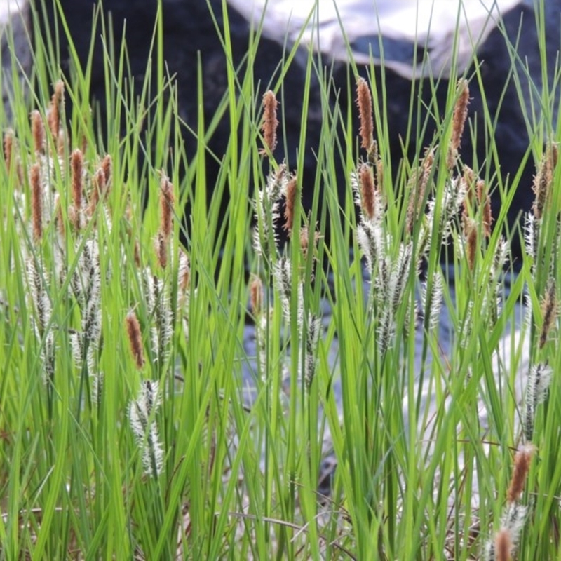 Carex gaudichaudiana