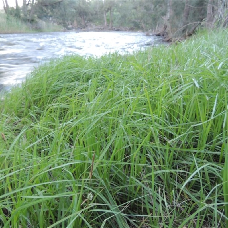 Carex gaudichaudiana