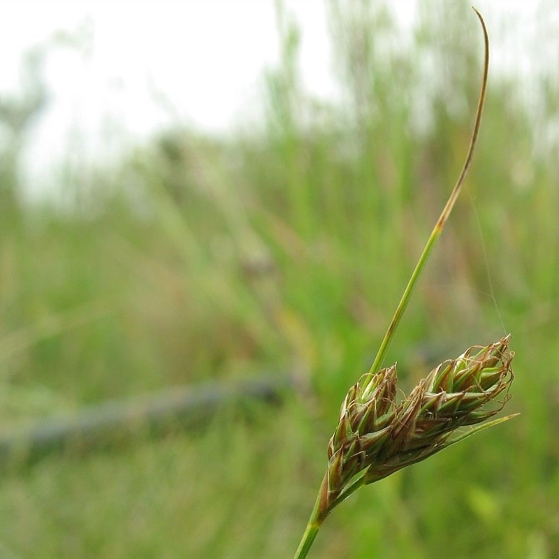 Carex hebes