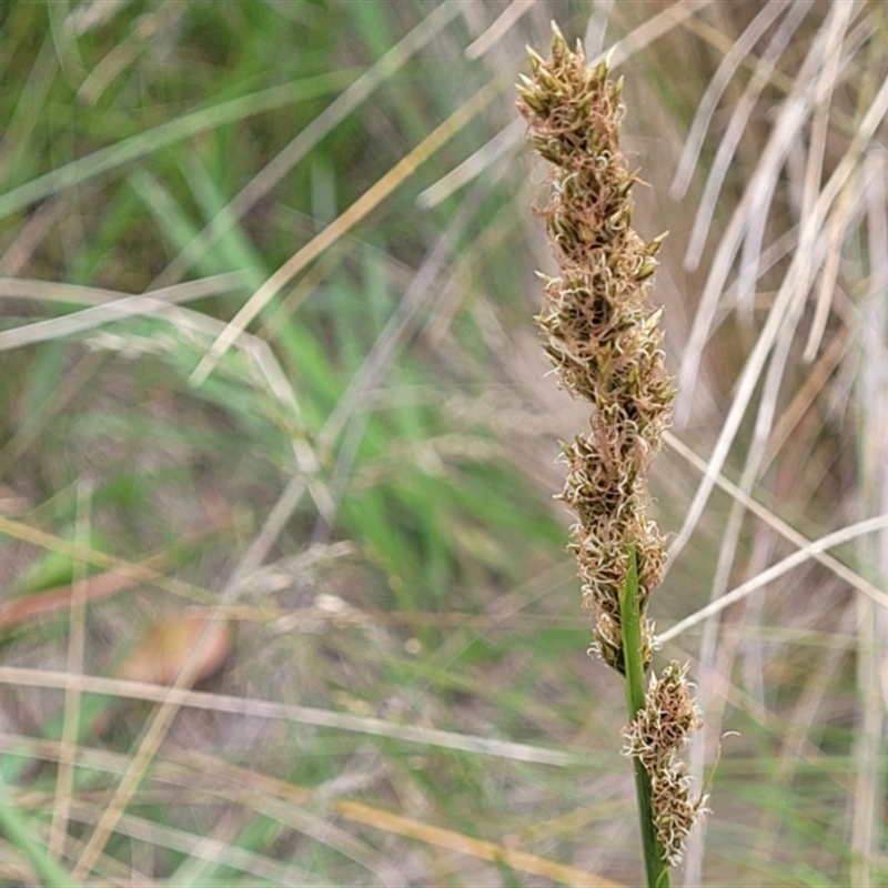 Carex incomitata