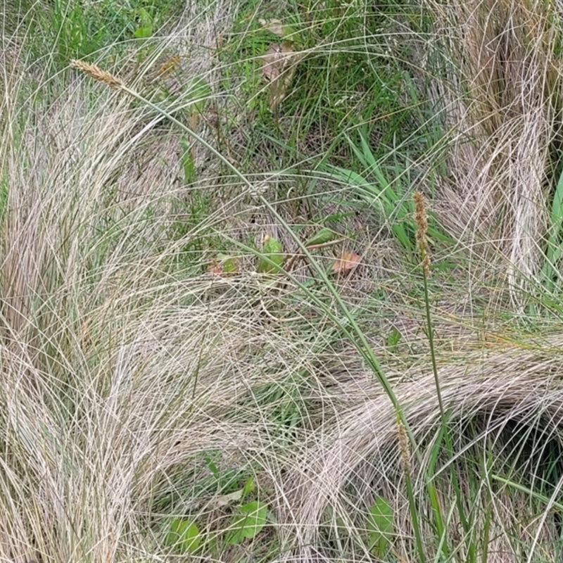 Carex incomitata