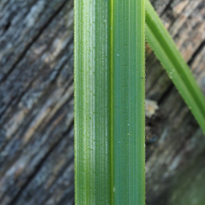 Carex incomitata