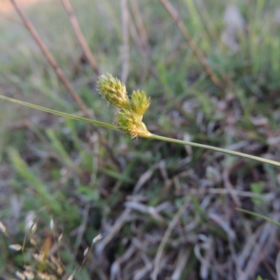 Carex inversa