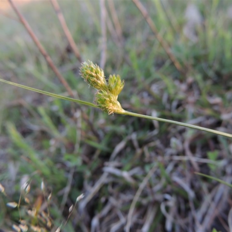 Carex inversa