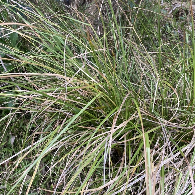 Carex longebrachiata