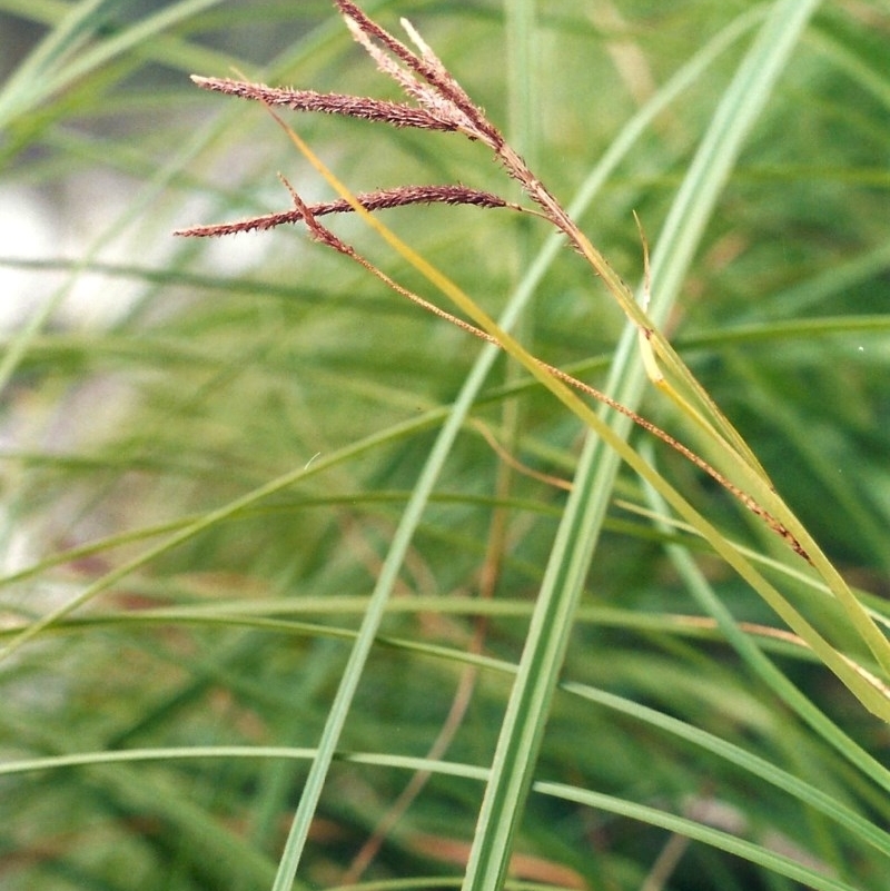 Carex polyantha