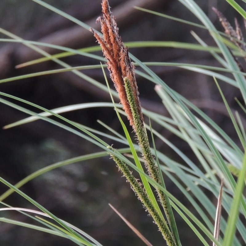 Carex polyantha