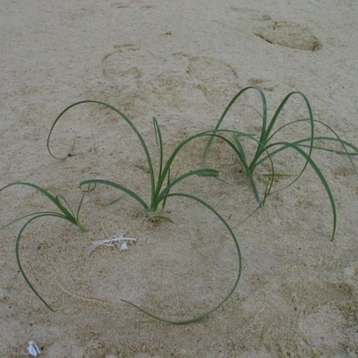 Carex pumila