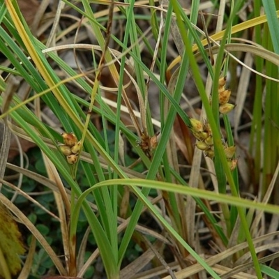 Carex pumila