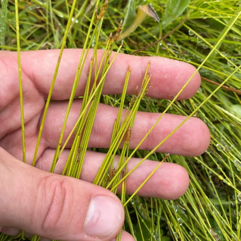 Carex capillacea