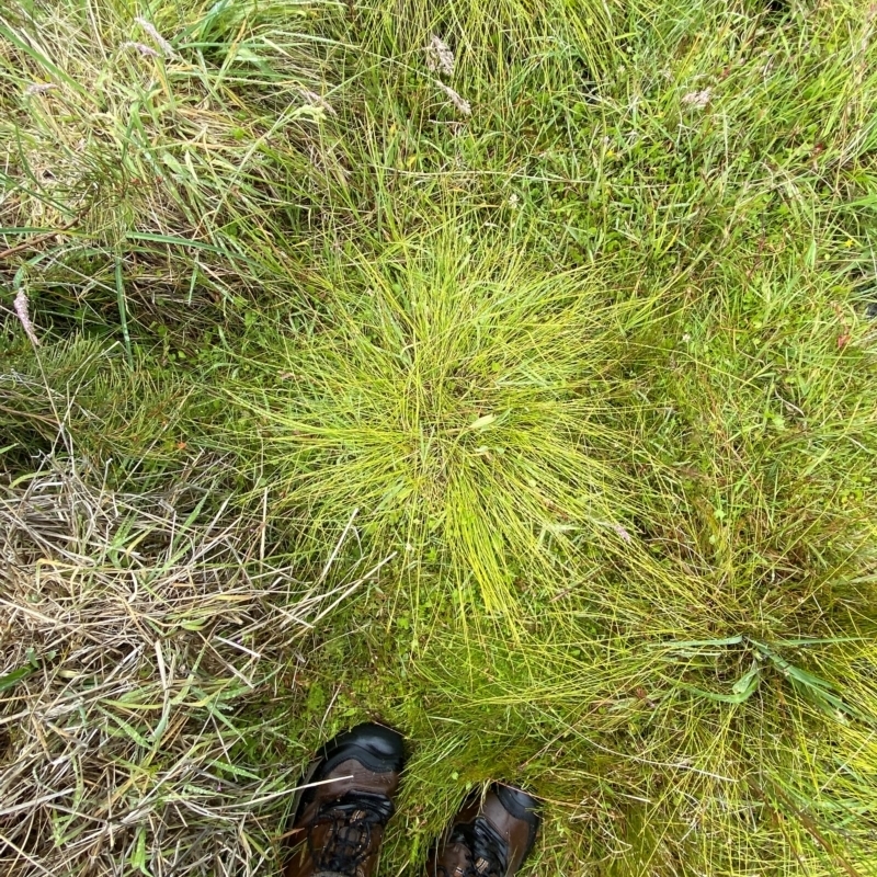 Carex capillacea