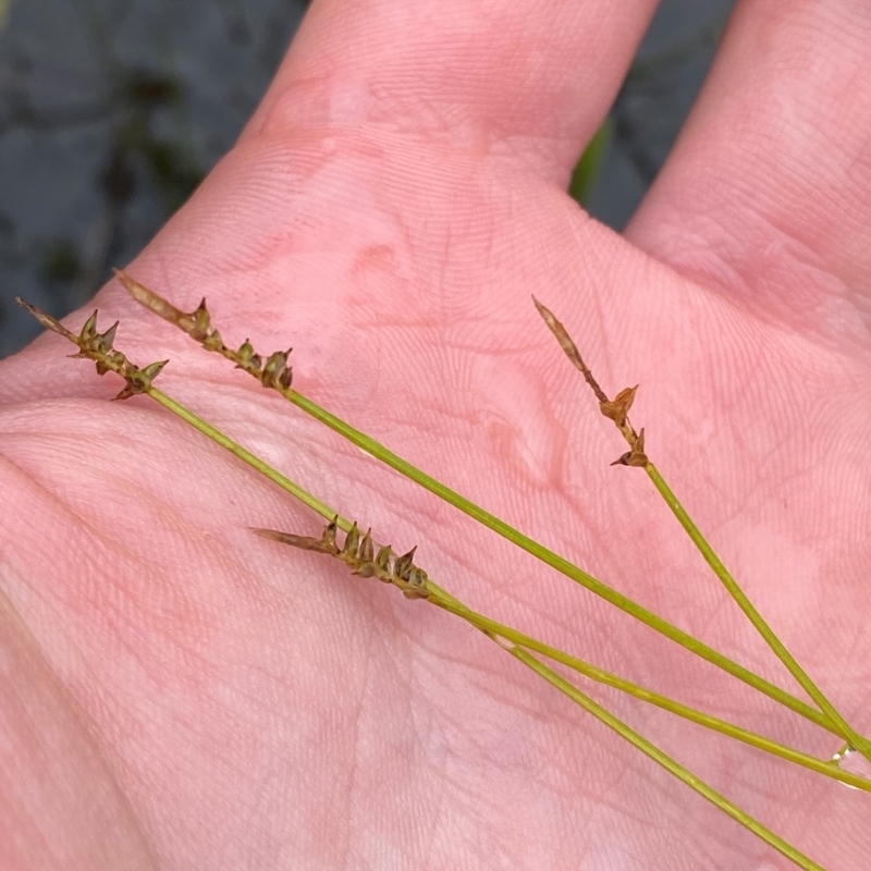 Carex capillacea