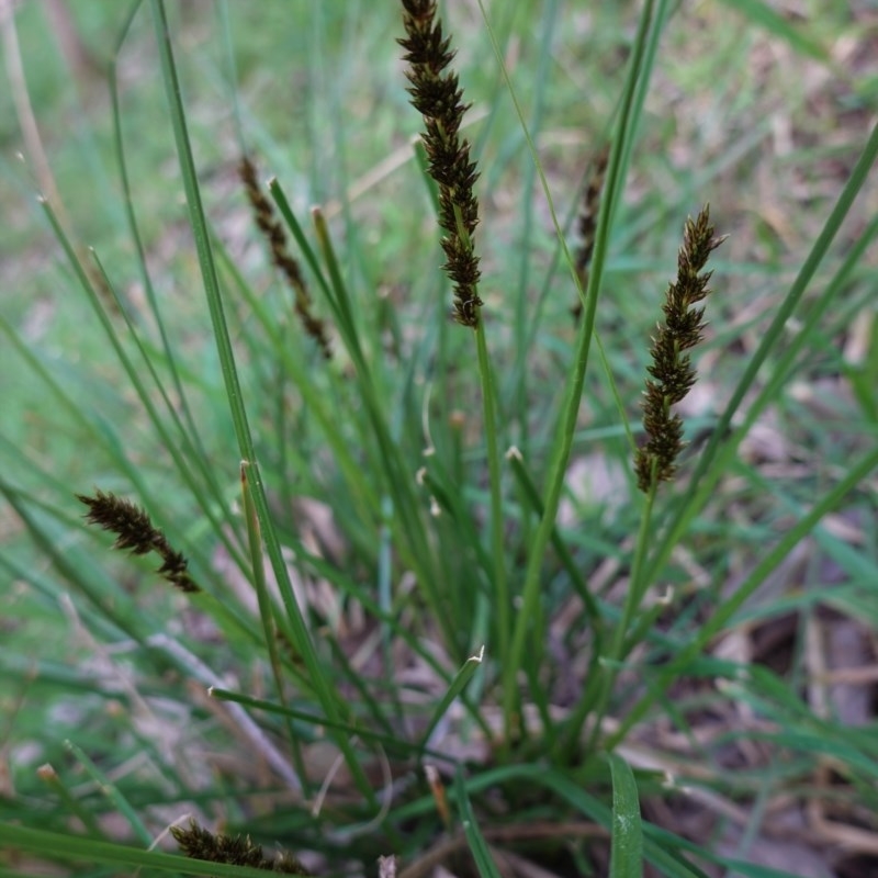 Carex sp.