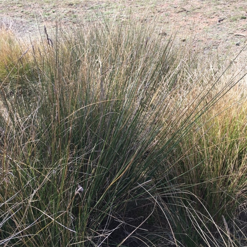 Carex tereticaulis