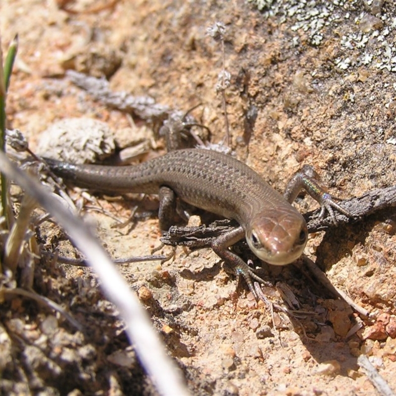 Carlia tetradactyla